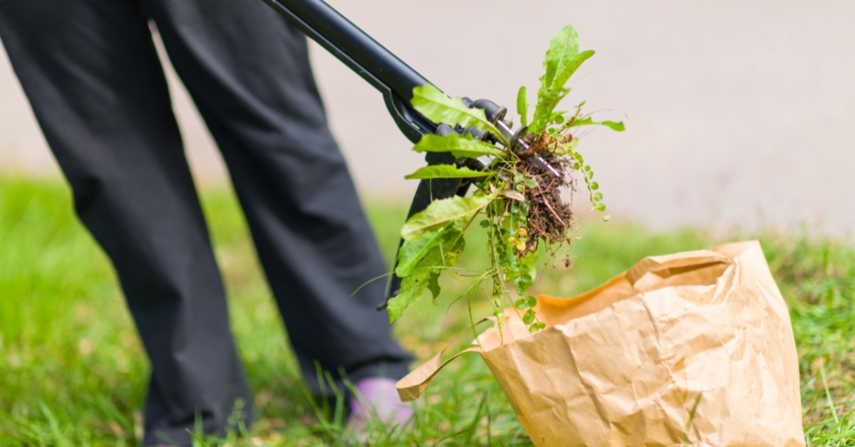 Looking for the Best Lawn Fertilizing Company? Choose Best Lawn Guy MN